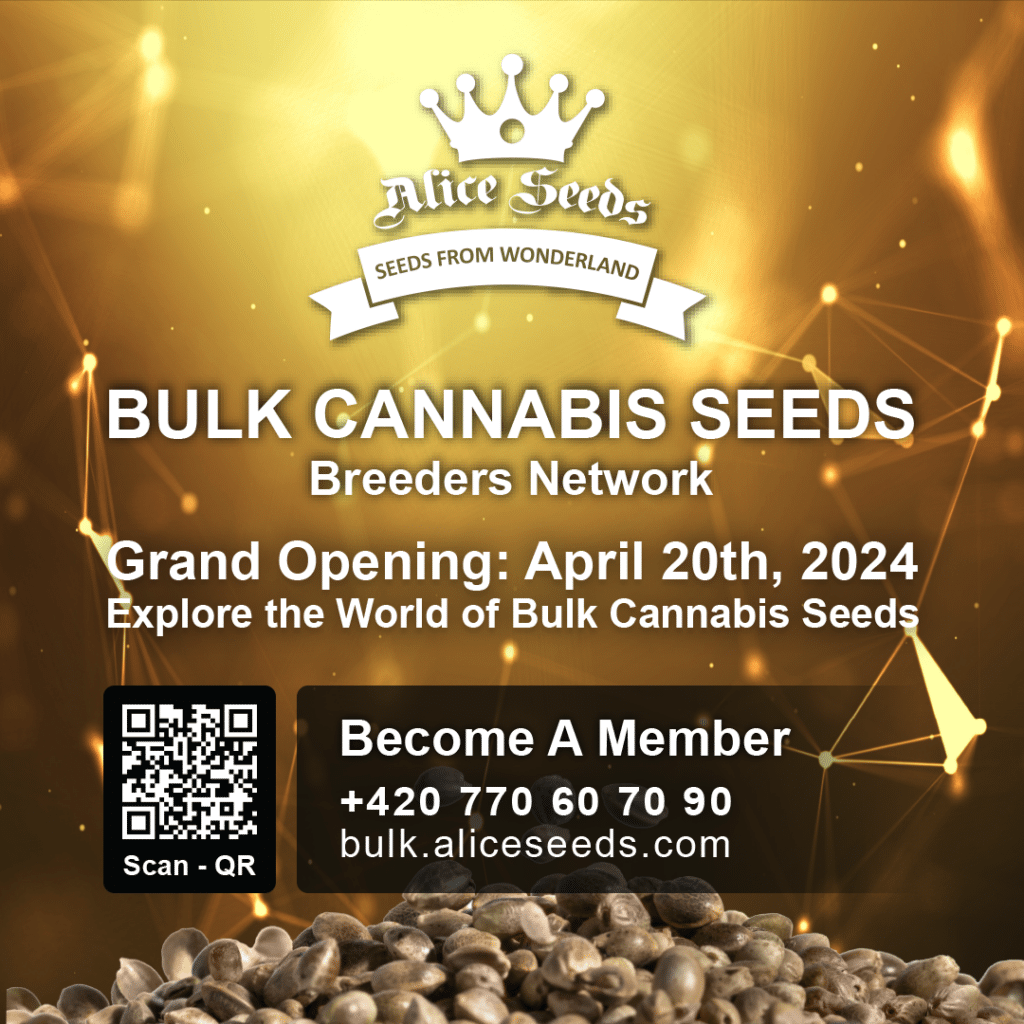 Grow with Alice Seeds Premium Bulk Cannabis Seeds Available Now (1)