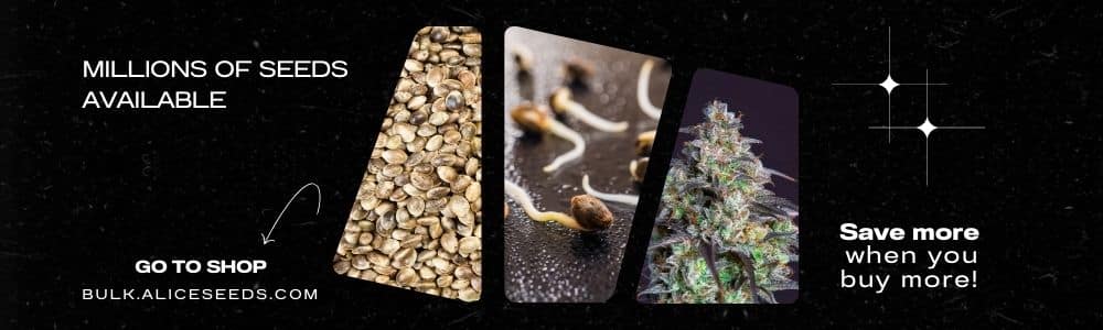 Grow with Alice Seeds Premium Bulk Cannabis Seeds Available Now (1)